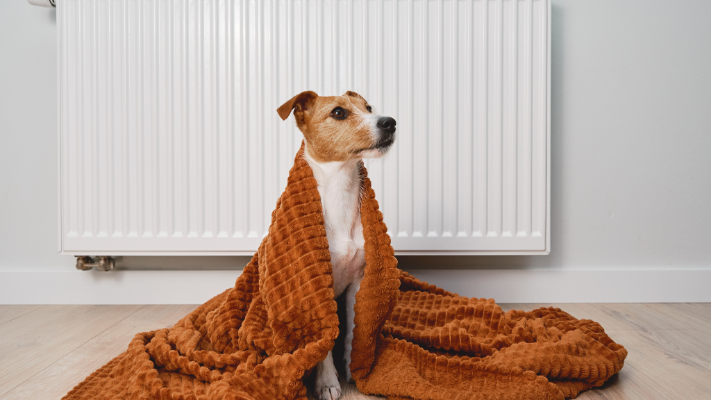 calor mascota invierno