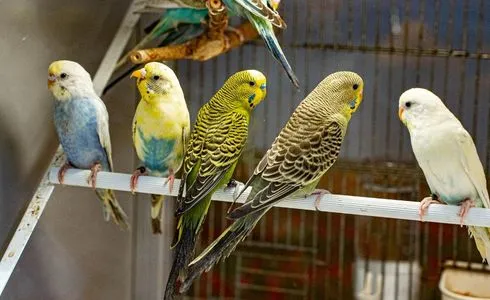 aves